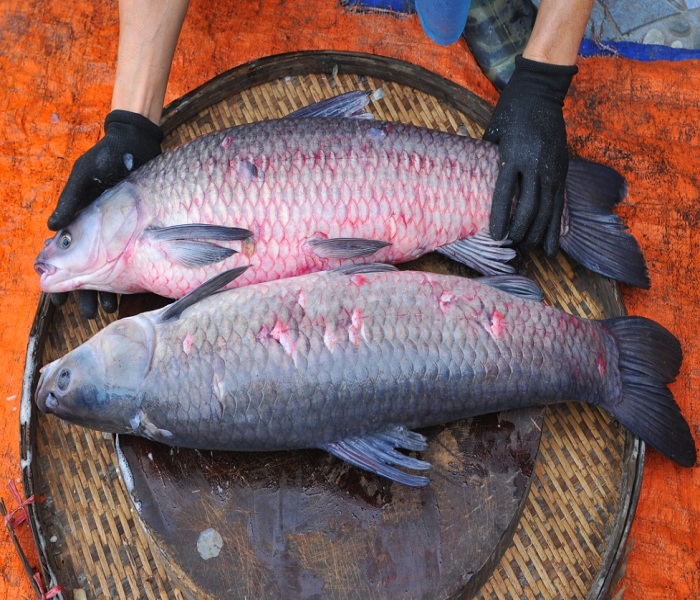 Lựa chọn những con cá trắm đen nuôi ốc có trọng lượng đạt 03 kg 