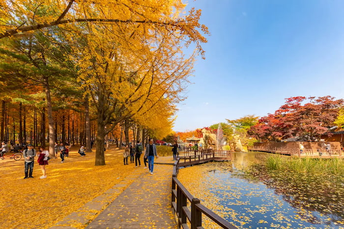 Thời điểm để ngắm mùa lá đỏ Hàn Quốc tại vào Nami đẹp nhất là vào khoảng giữa tháng 9 đến tháng 11