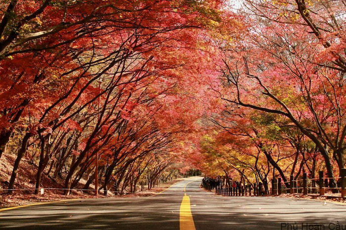 Công viên quốc gia Naejangsan cũng là một địa điểm ngắm lá đỏ tại Hàn Quốc nổi tiếng