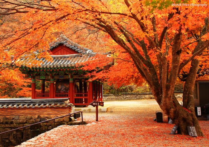 Khung cảnh lá đỏ ngoạn mục tại Hàn Quốc diễn ra vào khoảng tháng 9 đến tháng 11